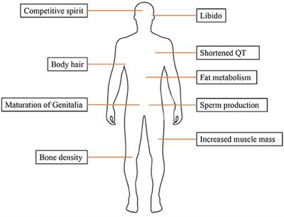 The Link Between Sex Hormones and Susceptibility to Cardiac Arrhythmias: From Molecular Basis to Clinical Implications